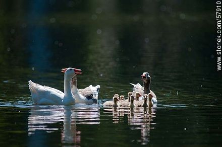 Goose Family at the lake of Parque Rivera - Fauna - MORE IMAGES. Photo #57910