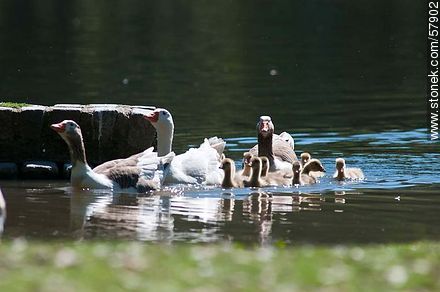 Goose Family at the lake of Parque Rivera - Fauna - MORE IMAGES. Photo #57902
