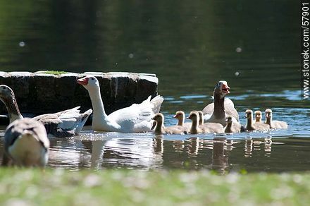 Goose Family at the lake of Parque Rivera - Fauna - MORE IMAGES. Photo #57901