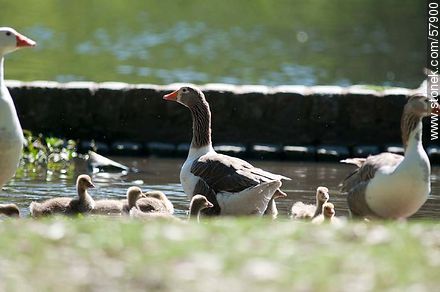 Goose Family at Rivera Park - Fauna - MORE IMAGES. Photo #57900
