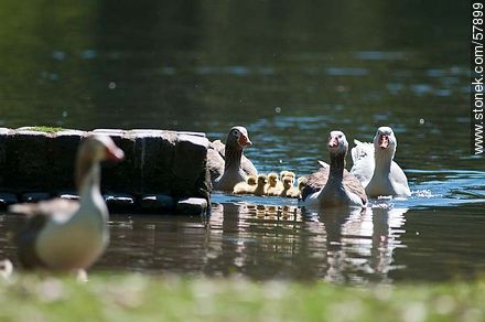 Goose Family at the lake of Parque Rivera - Fauna - MORE IMAGES. Photo #57899