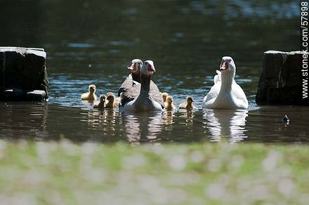 Goose Family at Rivera Park - Fauna - MORE IMAGES. Photo #57898