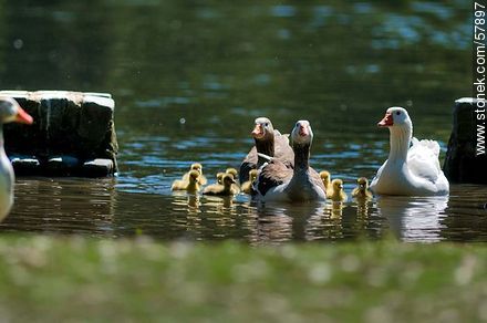 Goose Family at Rivera Park - Department of Montevideo - URUGUAY. Foto No. 57897