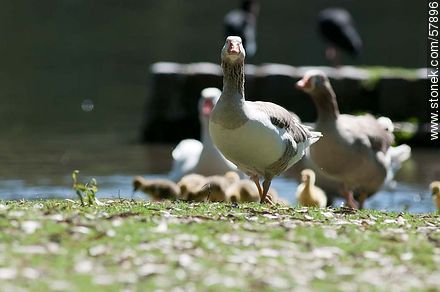 Goose Family at Rivera Park - Fauna - MORE IMAGES. Photo #57896