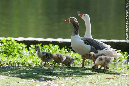 Goose Family at Rivera Park - Fauna - MORE IMAGES. Photo #57895