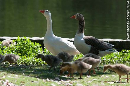 Goose Family at Rivera Park - Fauna - MORE IMAGES. Photo #57894