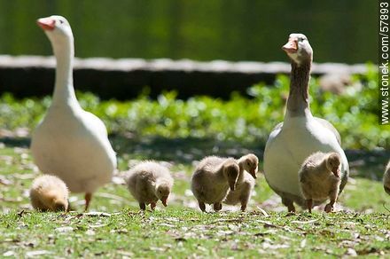 Goose Family at Rivera Park - Department of Montevideo - URUGUAY. Foto No. 57893