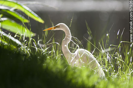Great Egret in Parque Rivera - Department of Montevideo - URUGUAY. Foto No. 57926