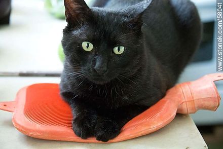 Black cat with hot water bottle - Fauna - MORE IMAGES. Foto No. 58041