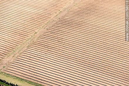 Sectors prepared for sowing -  - MORE IMAGES. Photo #58018
