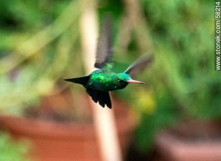 Hummingbird in flight - Fauna - MORE IMAGES. Photo #58214
