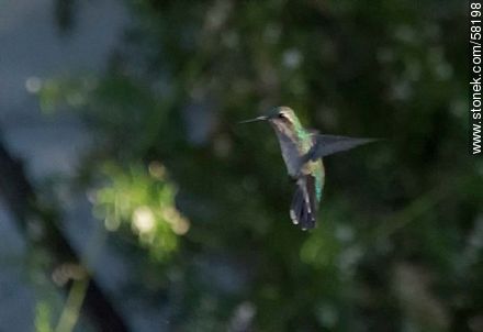 Hummingbird in flight - Fauna - MORE IMAGES. Photo #58198