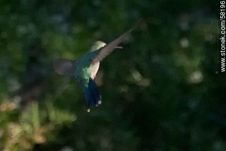 Hummingbird in flight - Fauna - MORE IMAGES. Photo #58196