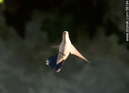 Hummingbird in flight - Fauna - MORE IMAGES. Photo #58194