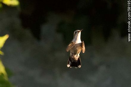 Hummingbird in flight - Fauna - MORE IMAGES. Photo #58195