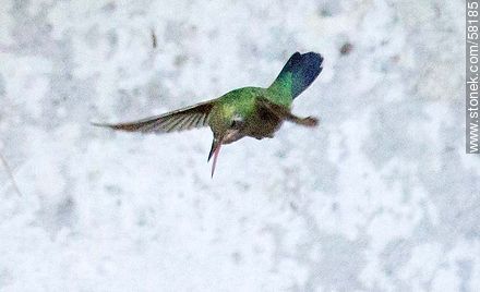 Hummingbird in flight - Fauna - MORE IMAGES. Photo #58185