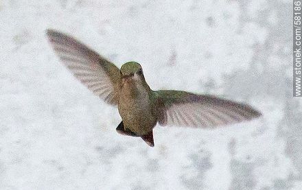 Hummingbird in flight - Fauna - MORE IMAGES. Photo #58186