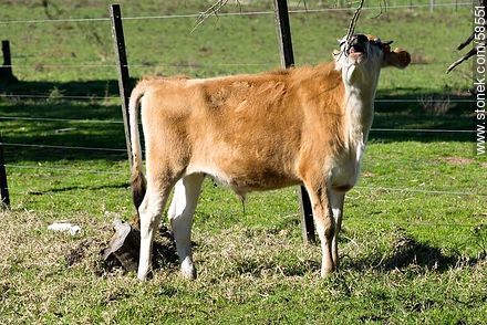 Tambo Lapataia. Vaca Jersey. - Fauna - IMÁGENES VARIAS. Foto No. 58551