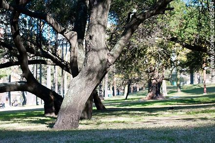 Parque de Villa Biarritz - Department of Montevideo - URUGUAY. Foto No. 58574