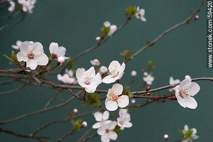 Garden Plum blossoms in late August in the Southern Hemisphere - Flora - MORE IMAGES. Photo #59420