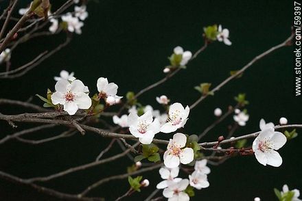 Garden Plum blossoms in late August in the Southern Hemisphere - Flora - MORE IMAGES. Photo #59397