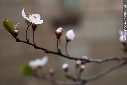 Garden Plum blossoms in late August in the Southern Hemisphere - Flora - MORE IMAGES. Photo #59400