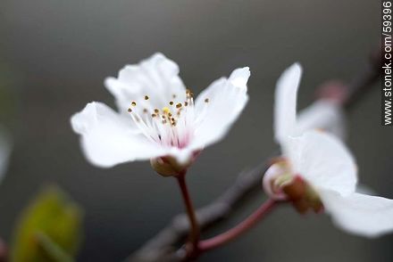 Garden Plum blossoms in late August in the Southern Hemisphere - Flora - MORE IMAGES. Photo #59396