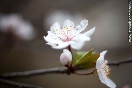 Garden Plum blossoms in late August in the Southern Hemisphere - Flora - MORE IMAGES. Photo #59398