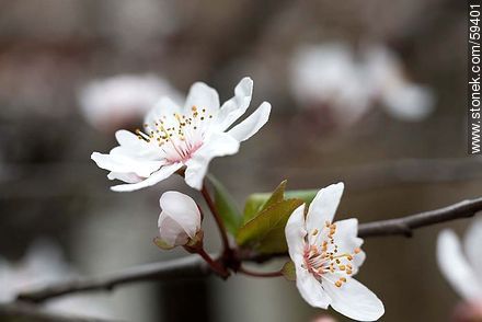 Garden Plum blossoms in late August in the Southern Hemisphere - Flora - MORE IMAGES. Photo #59401
