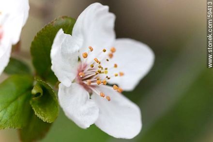 Garden Plum blossoms in late August in the Southern Hemisphere - Flora - MORE IMAGES. Photo #59413