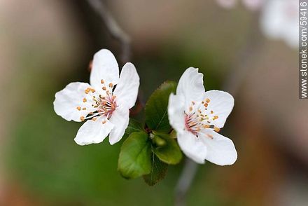 Garden Plum blossoms in late August in the Southern Hemisphere - Flora - MORE IMAGES. Photo #59416