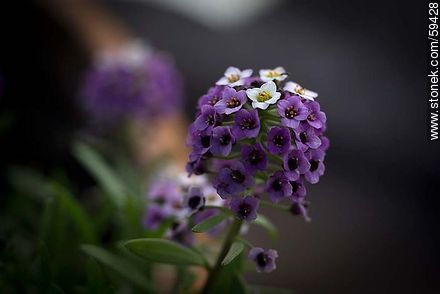 Plantas de aliso en flor combinadas en violeta y blanco - Flora - IMÁGENES VARIAS. Foto No. 59428