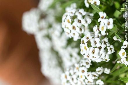 White Alder plants flower - Flora - MORE IMAGES. Photo #59429