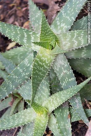 Aloe vera plant - Flora - MORE IMAGES. Photo #59391
