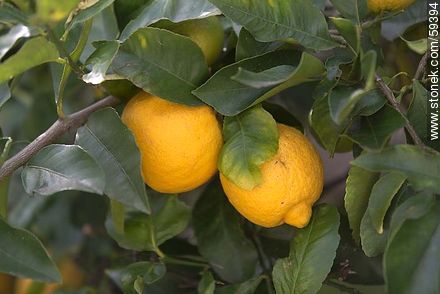 Dos limones en limonero - Flora - IMÁGENES VARIAS. Foto No. 59394