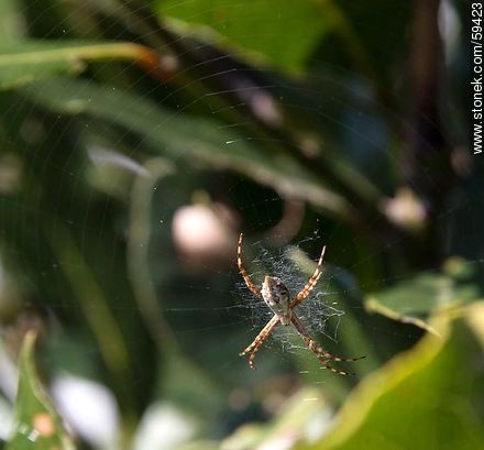 Spider - Fauna - MORE IMAGES. Foto No. 59423