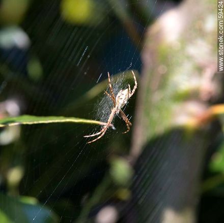 Spider - Fauna - MORE IMAGES. Foto No. 59424