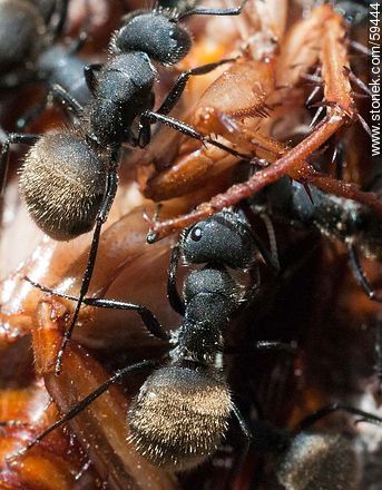 Black ants eating a cockroach - Fauna - MORE IMAGES. Foto No. 59444