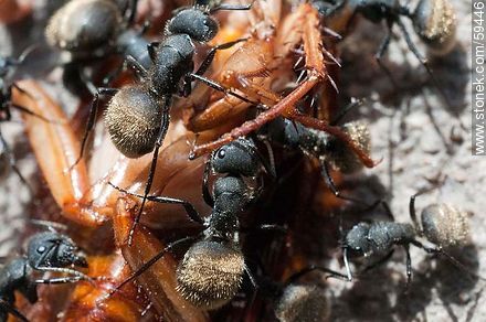 Black ants eating a cockroach - Fauna - MORE IMAGES. Photo #59446