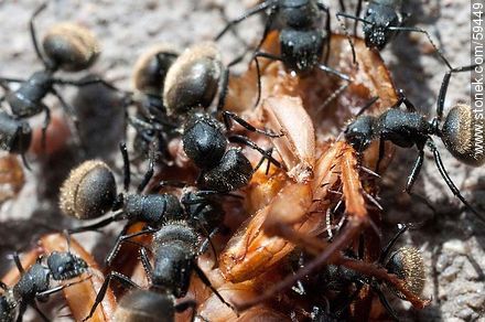Black ants eating a cockroach - Fauna - MORE IMAGES. Photo #59449