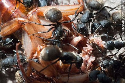 Black ants eating a cockroach - Fauna - MORE IMAGES. Foto No. 59452