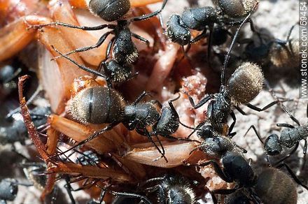 Black ants eating a cockroach - Fauna - MORE IMAGES. Photo #59454