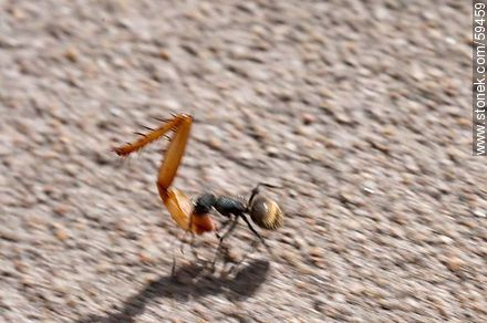Hormiga negra transportando una pata de cucaracha - Fauna - IMÁGENES VARIAS. Foto No. 59459