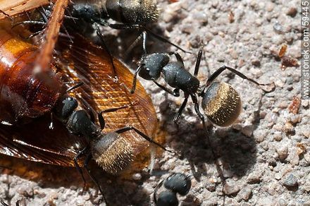 Black ants eating a cockroach - Fauna - MORE IMAGES. Photo #59445