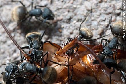Black ants eating a cockroach - Fauna - MORE IMAGES. Photo #59447