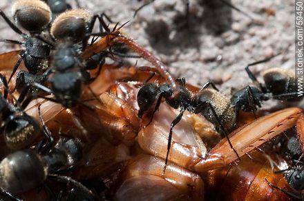 Black ants eating a cockroach - Fauna - MORE IMAGES. Foto No. 59450