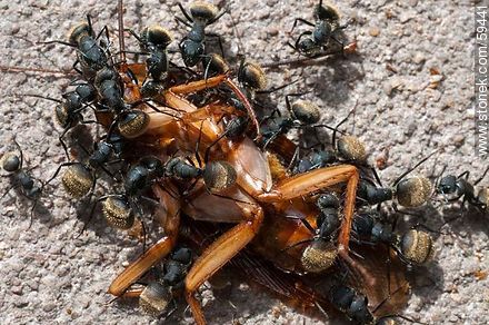 Black ants eating a cockroach - Fauna - MORE IMAGES. Foto No. 59441