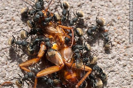 Black ants eating a cockroach - Fauna - MORE IMAGES. Foto No. 59448