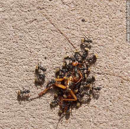 Black ants eating a cockroach - Fauna - MORE IMAGES. Photo #59451