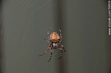 Spider and web - Fauna - MORE IMAGES. Foto No. 59839